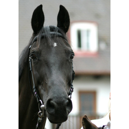 Foto: Manfred Baumeister