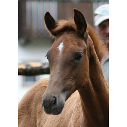 Foto:&nbsp;Manfred Baumeister