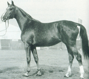 Foto: Archiv Trakehner Verband