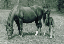 1959 mit Fohlen von Julmond - Foto: privat