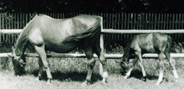 Gondel 1958 mit Fohlen Goldene - Foto:privat